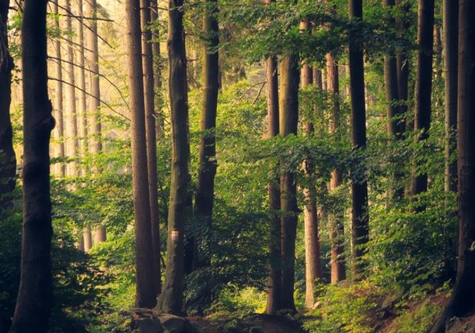 FSC森林认证 FSC森林认证