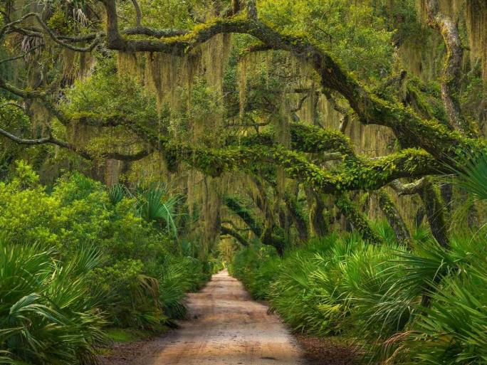 FSC森林认证 FSC森林认证